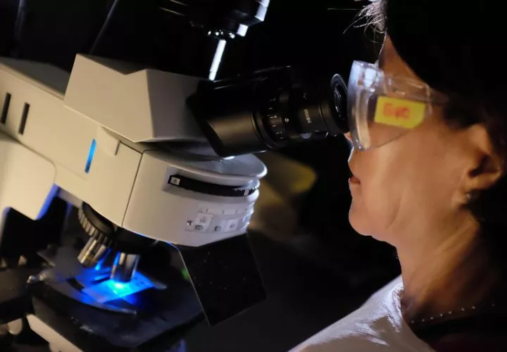 Una microbióloga revisa varias muestras de células en un microscopio. EFE Archivo