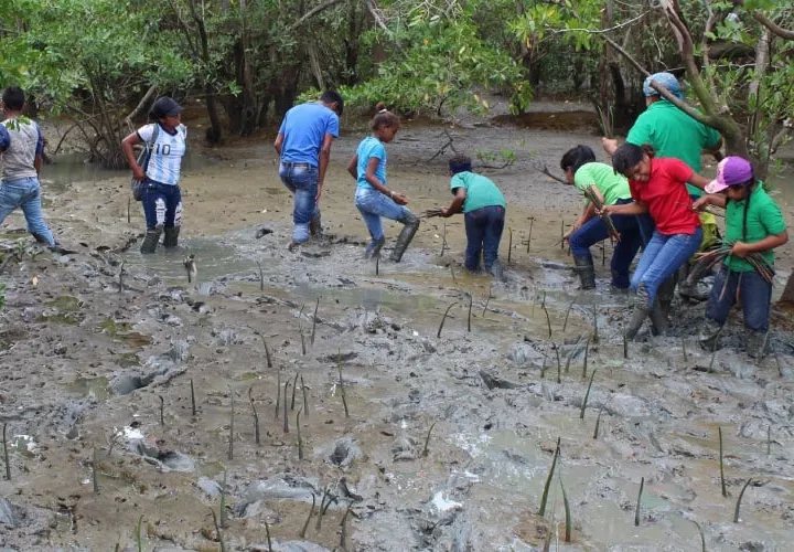 Los manglares existentes en la región están siendo mermados por las actividades humanas.  Eric A. Montenegro