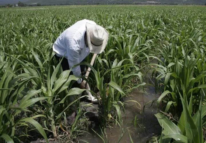 Según cifras oficiales, Chile es el primer país exportador frutícola del hemisferio sur y líder mundial en el envío de uva de mesa y arándanos, con más de 1.772 toneladas de fruta fresca exportada el primer semestre de 2017. EFE/Archivo