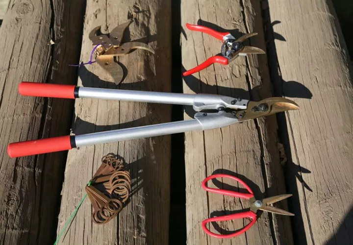 Fotografía tomada el pasado 11 de mayo y cedida por Rodrigo Lander, un ingeniero agrónomo chileno que ha creado unas tijeras de podar fabricadas en cobre que previenen la contaminación entre las plantas. EFE