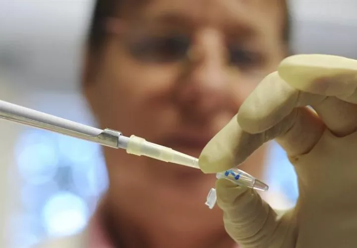 El estudio indica que, genéticamente, ese 90 % de especies animales que muestran una variación genética de sólo un 0,1 % aparecieron hace 100.000-200.000 años. EFE