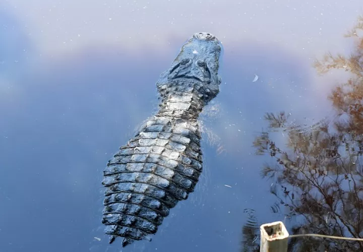 Foto: Ilustrativa - Pixabay