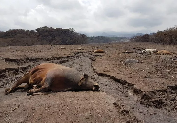 Reses yacen muertas en San Miguel de Los Lotes, en Escuintla.  EFE