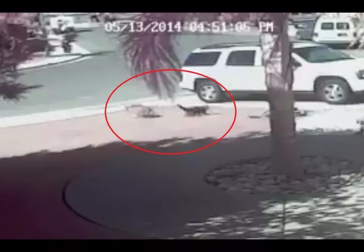 Captura de video redes sociales.