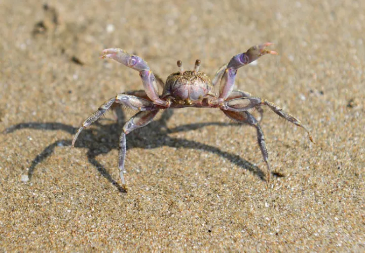 Foto: Ilustrativa - Pixabay