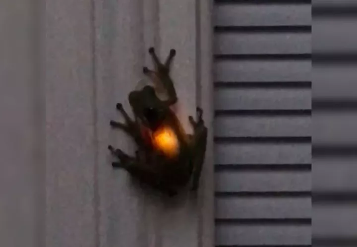 Captura de video Youtube / Shay Horseman