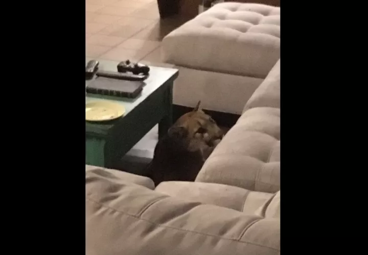 La policía utilizó municiones no letales para asustar al felino. Foto: AP