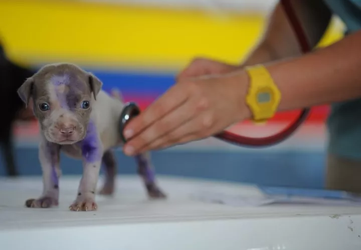 Foto: Ilustrativa - Pixabay