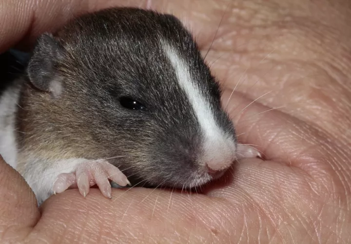 Foto: Ilustrativa - Pixabay