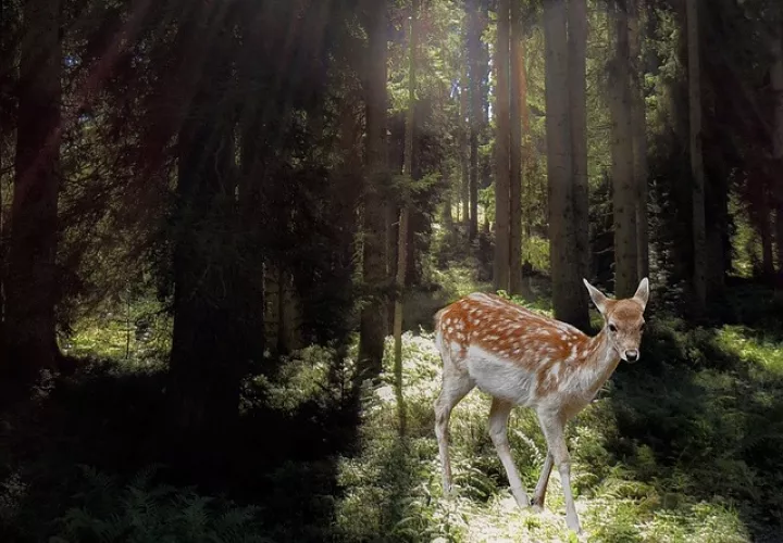 Foto: Ilustrativa - Pixabay