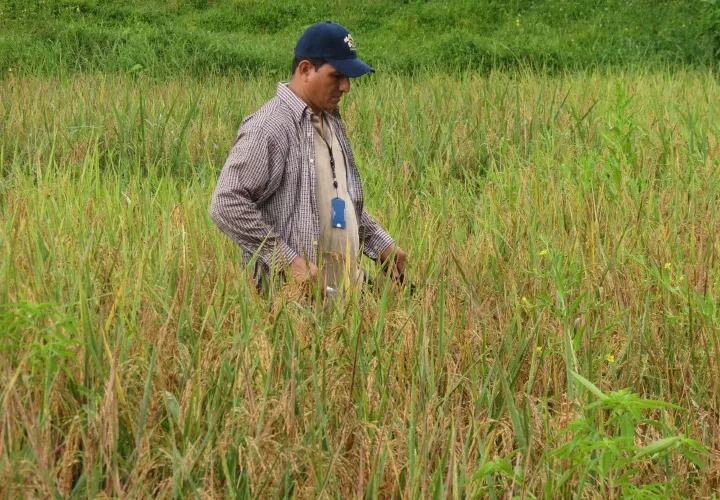 Los productores de arroz que incursionarían en esta actividad son aquellos que por años han mantenido cultivos de subsistencia. Foto/José Vásquez