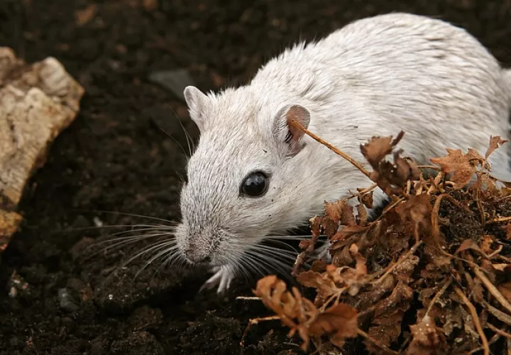 Foto: Ilustrativa - Pixabay