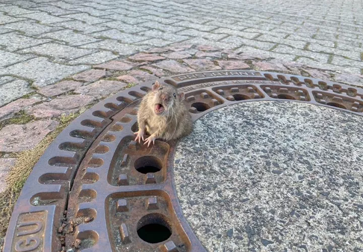Vista del roedor atrapado. Imagen de  Berufstierrettung Rhein Neckar