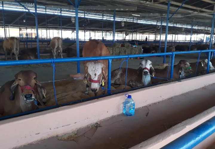 Además de las exposiciones ganaderas, hay juegos mecánicos para jóvenes y el de niños que están en un área climatizada. José Vásquez