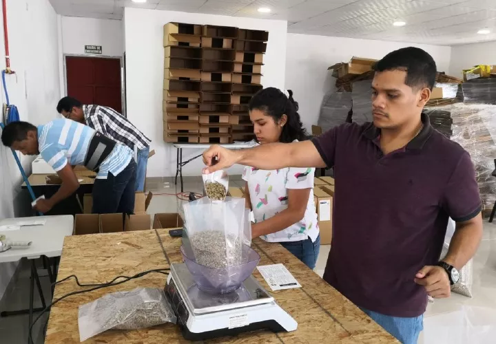 Los lotes recibidos son tratados cuidadosamente y son pesados y empacados al vacío en bolsas de 50 libras para exportar. José Vásquez 