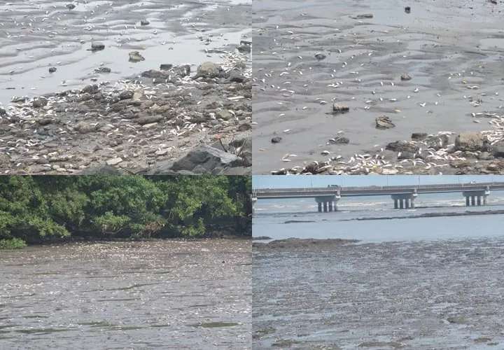 Cuando la marea bajo los peces muertos se visualizan con mayor facilidad. Fotos: Landro Ortiz