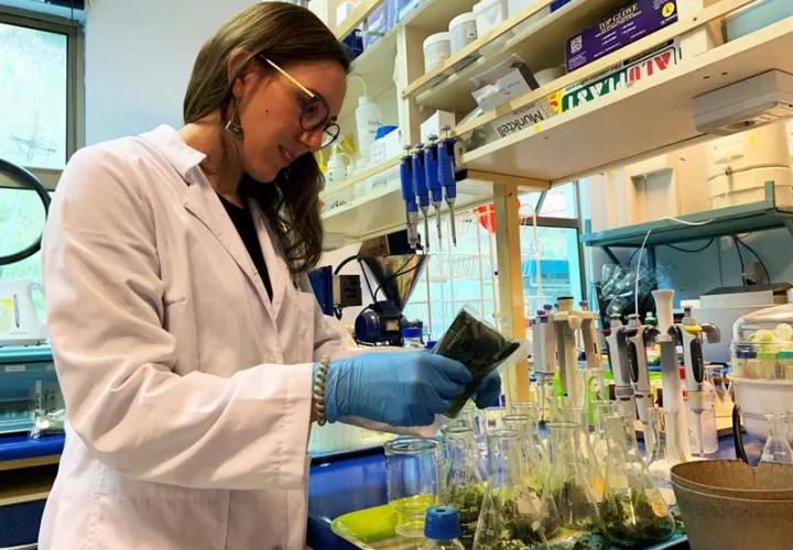 Fotografía cedida por la Universidad de Concepción, muestra a científicos que trabajan en la creación de papel bioactivo algal que busca prolongar la duración de los alimentos. EFEUniversidad de Concepción