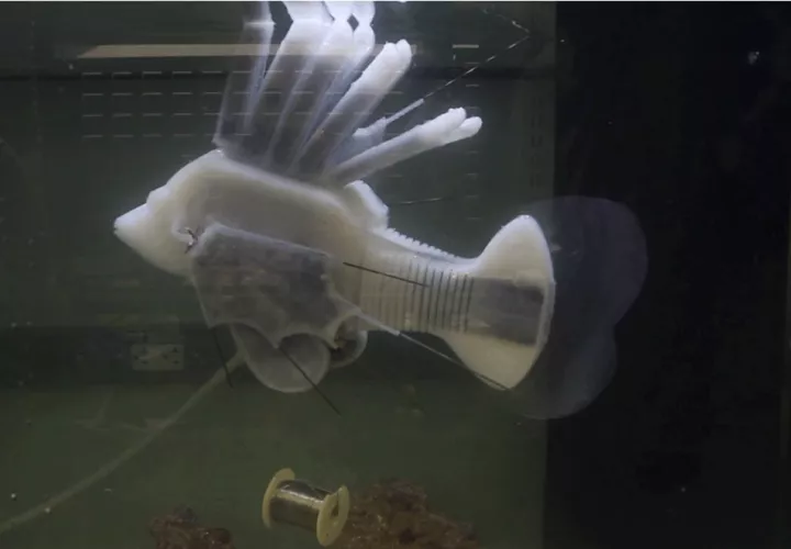 Captura de video. Nature