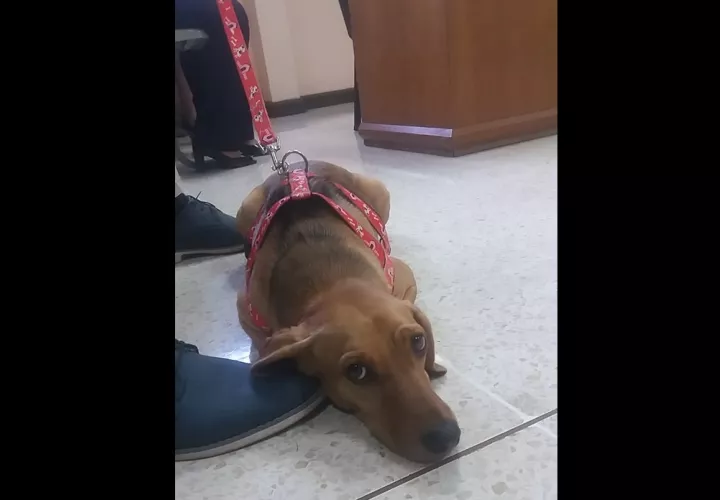 Foto: Animales Atenas Costa Rica