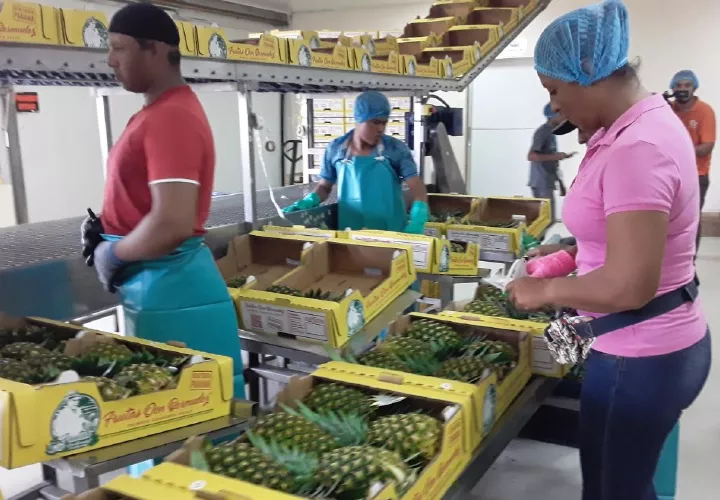Exportación de piñas. Foto: Cortesía