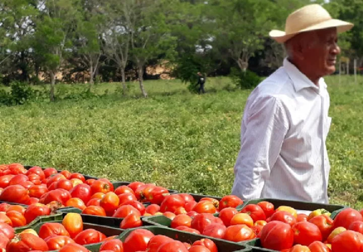 En esta actividad agropecuaria que se desarrolla en la provincia de Los Santos participan unos 75 tomateros. Thays Domínguez
