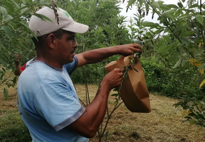 El hongo Colletotrichum Cajani, causante de la Antracnosis, ha provocado graves pérdidas a los productores de guandú. Foto/Eric Montenegro