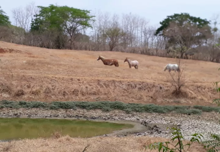 La sequía este año será más dura, según los productores. Foto/Thays Domínguez