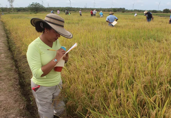 Las nuevas variedades han permitido reducir entre un 30% a 35% el uso de fungicida.