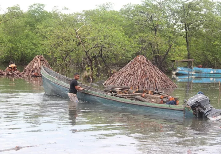 Quienes viven de los manglares deben sumarse a los esfuerzos de reforestación.
