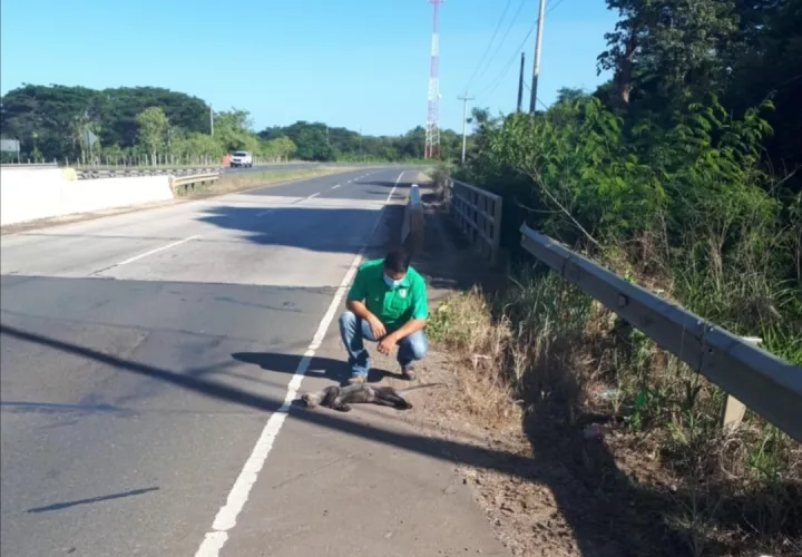 Las autoridades ambientales piden mayor protección a estas especies.