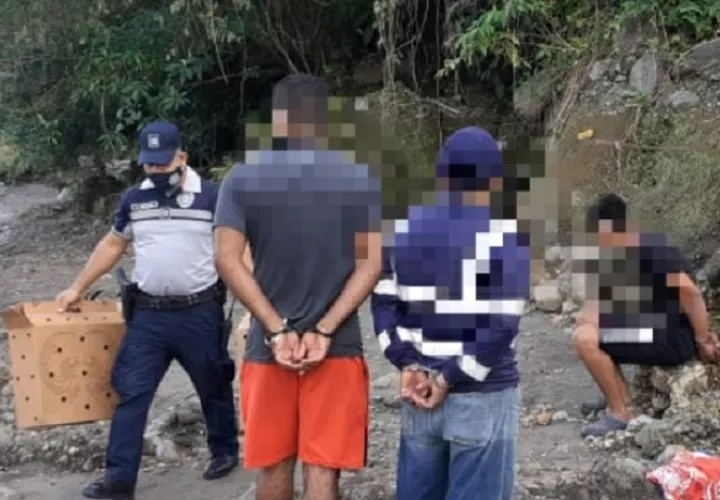 Las autoridades decomisaron ocho gallos de pelea y una pesa romana.