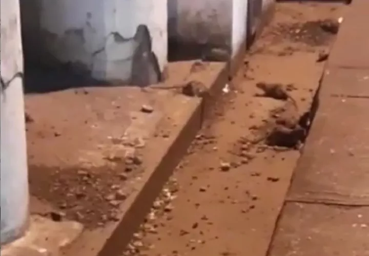 Solicitan al Minsa que realice las acciones necesarias para erradicar a estas alimañas.