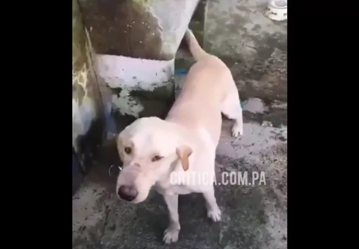 Piden ayuda a las autoridades para solucionar este problema.