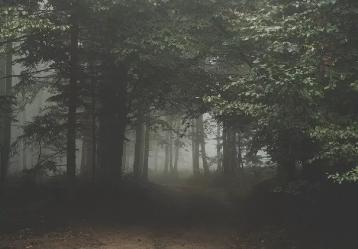 A partir del segundo trimestre del año 2021, MiAMBIENTE iniciará un proceso para el diseño del mercado nacional para la comercialización del carbono.