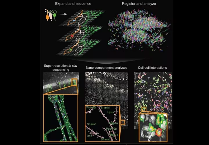 La técnica también podría ser útil para cartografiar las células del cerebro u otros tejidos y clasificarlas según su función. EFE