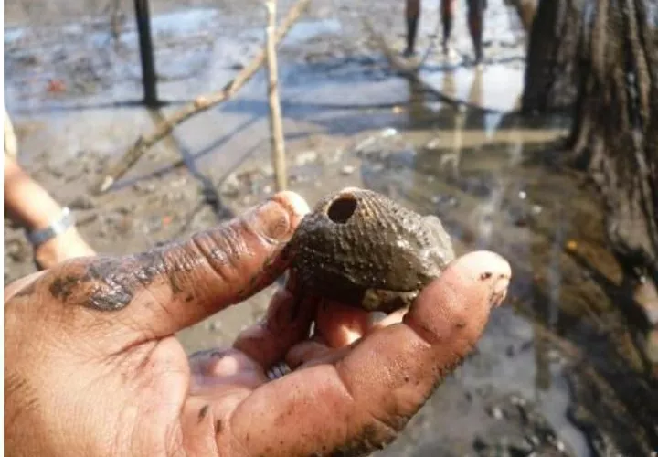 La sobreexplotación de la concha negra ha puesto en riesgo este recurso natural.