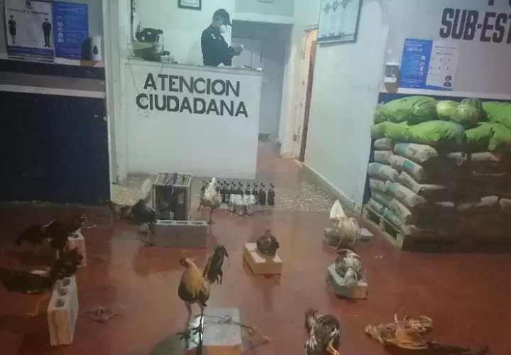 Se decomisaron 11 gallos de pelea, de estos nueve estaban vivos y dos sin vida y gran cantidad de bebidas alcohólicas.