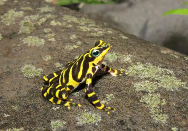 Imagen de la Rana arlequín fronterizo, nueva especie registrada en Panamá.