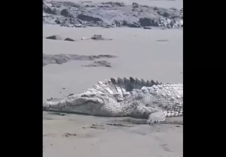 Al parecer el animal era muy viejo y estaba enfermo.