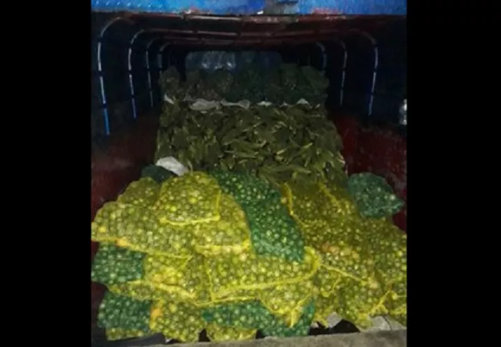 Extranjeros fueron puestos a órdenes de Migración.