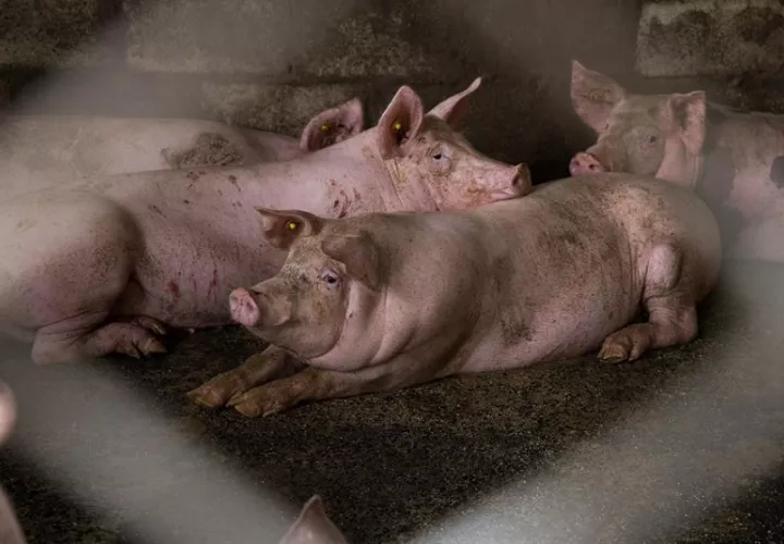 Registro de cerdos de una granja en Cevicos (República Dominicana). EFE