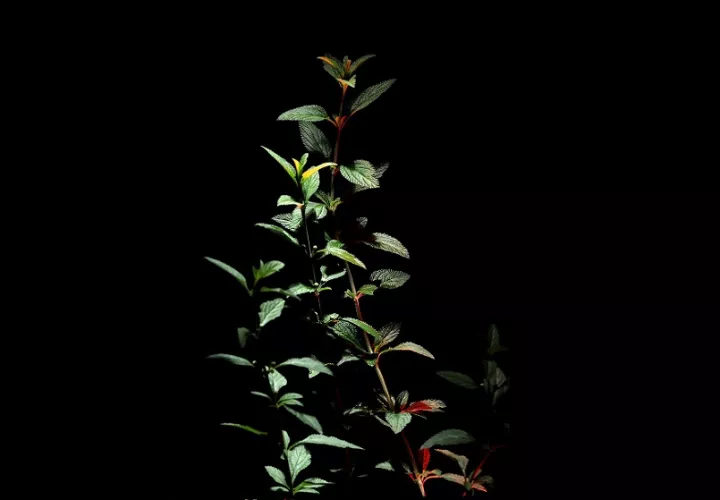 Científicos costarricenses detectaron un compuesto en la planta Lippia alba, conocida popularmente como juanilama, que podría contrarrestar células cancerosas gracias a que debilita las células tumorales. EFE