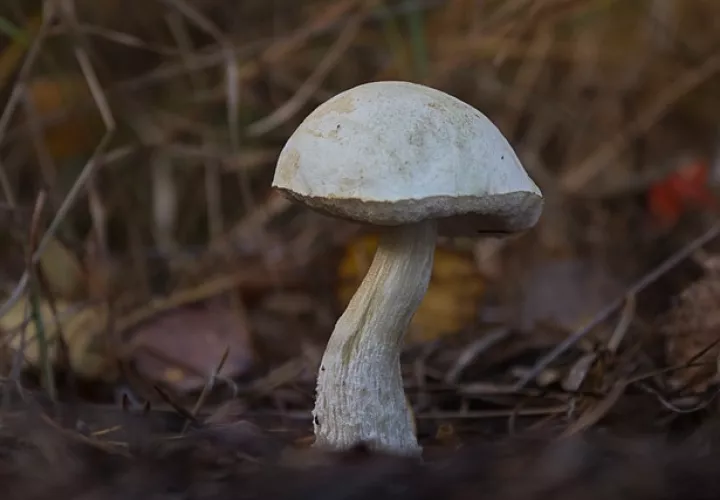 El estudio también demuestra que las enzimas extraídas directamente del champiñón no presentan toxicidad en células hepáticas. Imagen Pixabay ilustrativa