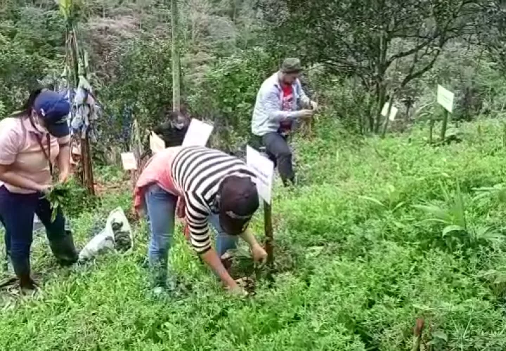 Productores utilizan biol, que es un fertilizante rentable, ecológico y económico, que además contiene nutrientes que son asimilados fácilmente por las plantas.