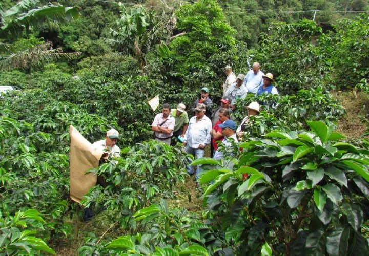 La fase dos consistió en los estudios en los laboratorios y verificación en campo sobre su efectividad. FOTO/JOSÉ VÁSQUEZ