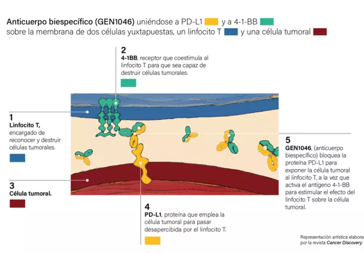 Imagen explicativa de los resultados obtenidos por investigadores de la Clínica Universidad de Navarra y el Vall d`Hebron. EFE
