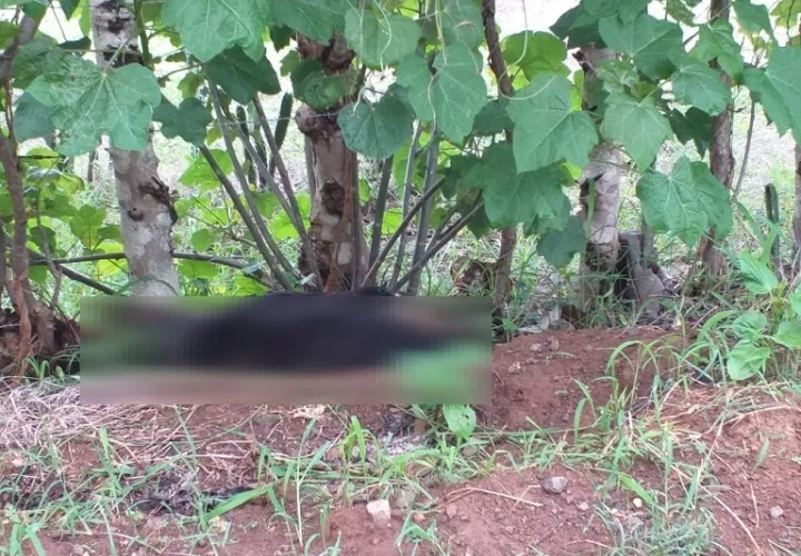 Autoridades analizan muestras tomadas a los animales saber qué provocó su muerte..