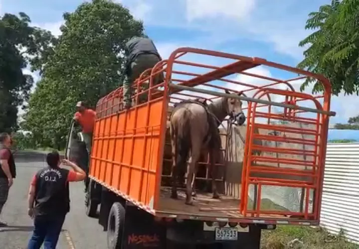 Durante estos operativos se está exigiendo a los conductores la guía de embarque, además de la verificación del ferrete que porta cada semoviente.