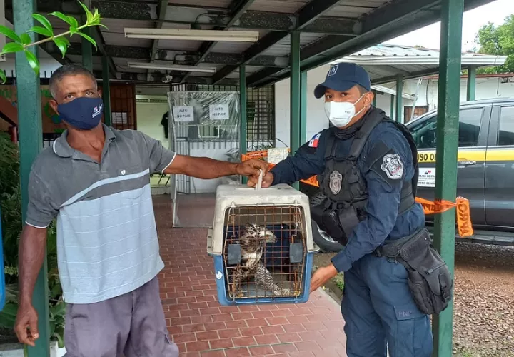 El águila tenía un ala herida.