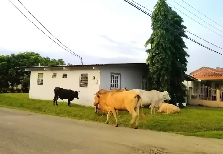 Residentes de Chitré  denunciaron la proliferación de animales en soltura en barrios.